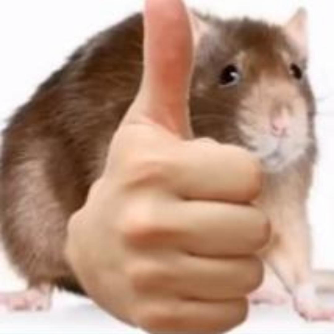 A cool rat giving you a thumbs-up